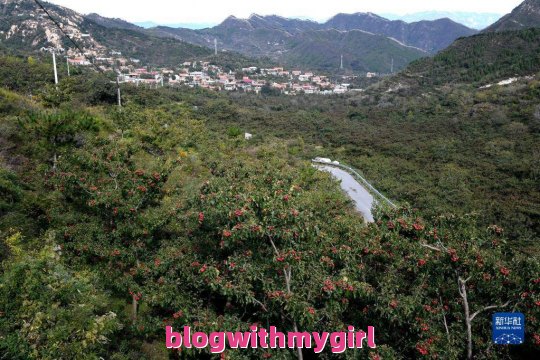 梁后庄村红果（后梁庄村是哪）