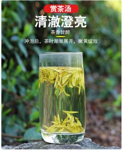 金翘绿茶_金翘绿茶发展现状