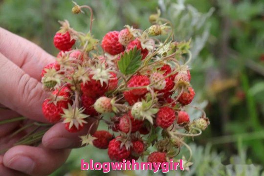 了解一下岷县野草莓