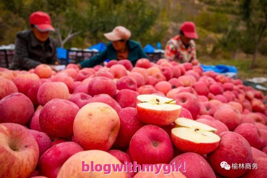 关于榆林山地苹果的问题