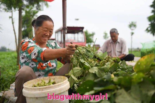 王家坝毛豆_王家坝有什么