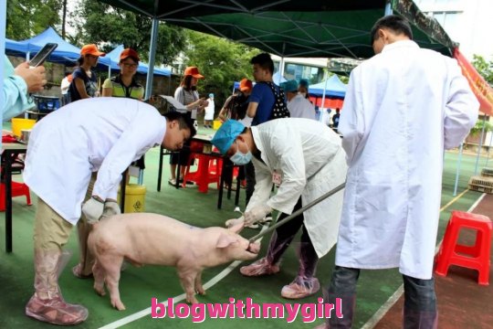 重庆酉阳排查出非洲猪瘟疫情（重庆酉阳排查出非洲猪瘟疫情了吗）