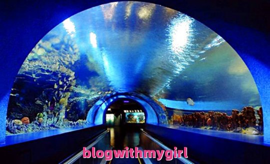 上海海洋水族馆门票（上海海洋水族馆门票残疾人免费吗）