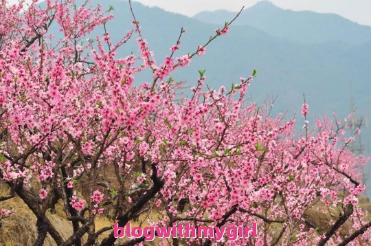 青岛旅游自由行住宿推荐攻略图片：青岛旅游住宿攻略价格