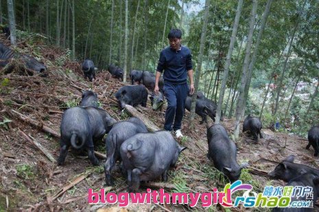 融水黑香猪,融水黑香猪图片