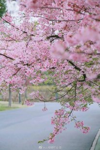 去安顺平坝樱花地铁线路图（安顺到平坝樱花基地怎么走）