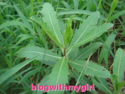 野苋菜,野苋菜的十大神奇功效