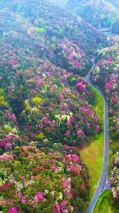  到毕节看杜鹃花旅游攻略？（贵州毕节旅游自由行攻略图片）