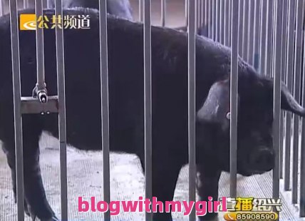 关于东辽黑猪的问题