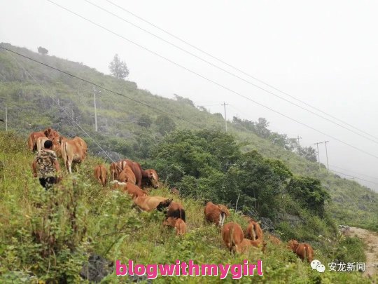 安龙黄牛问题一览