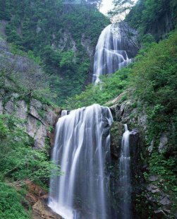 杭州百鸟朝凤（杭州百鸟朝凤揭幕仪式）